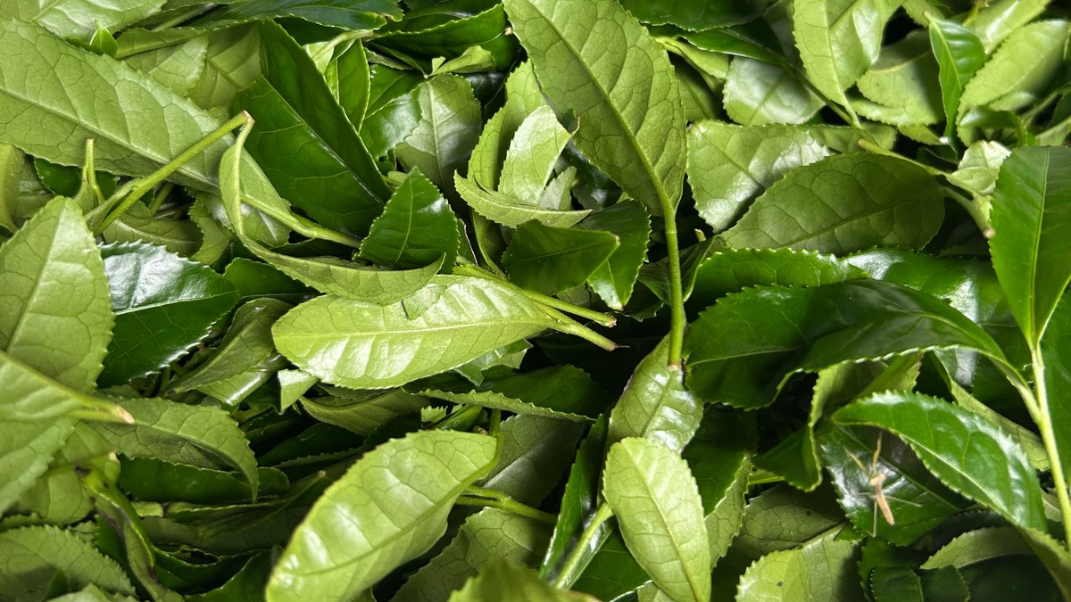 Freshly picked tea leaves